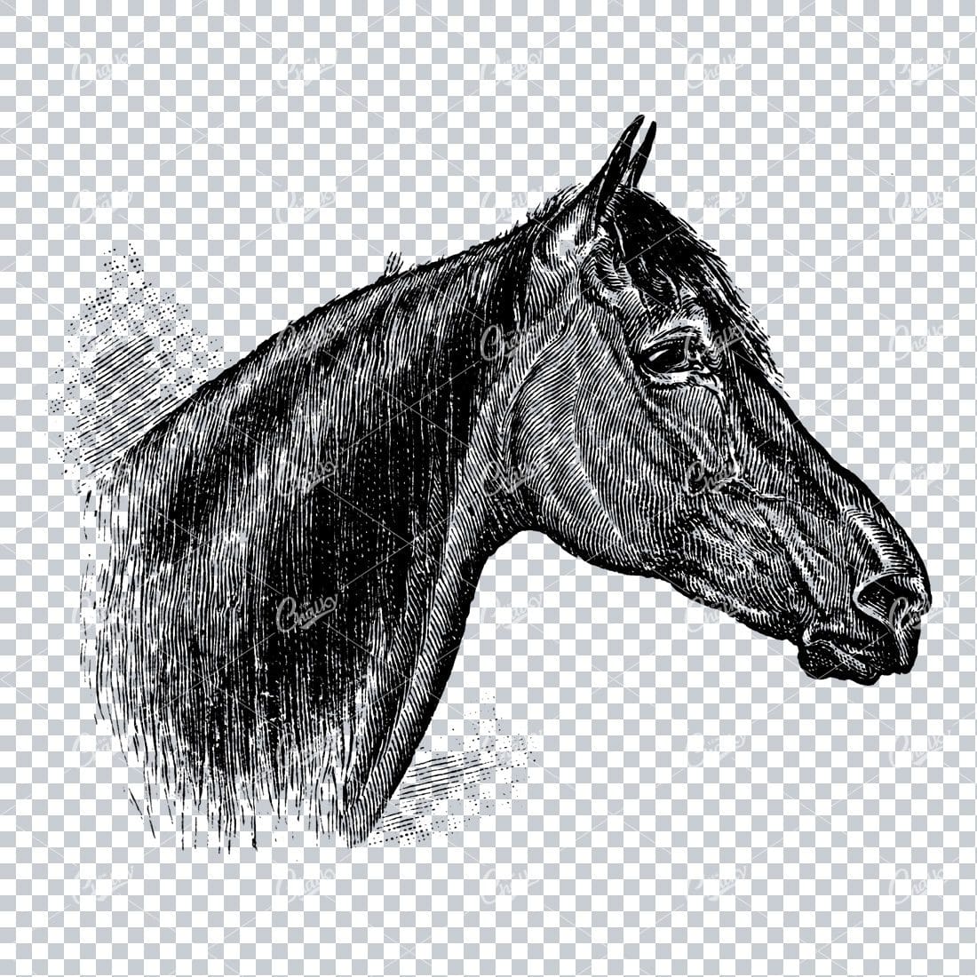 Vintage Engraving Art of a Horses Face No.2