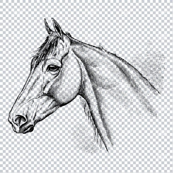 Vintage Engraving Art of a Horses Face No.3