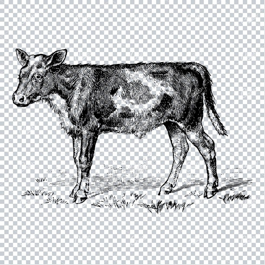 Vintage Engraving Art of a Cow No.1
