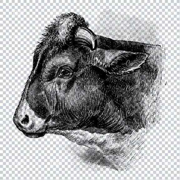 Vintage Engraving Art of a Cow No.2