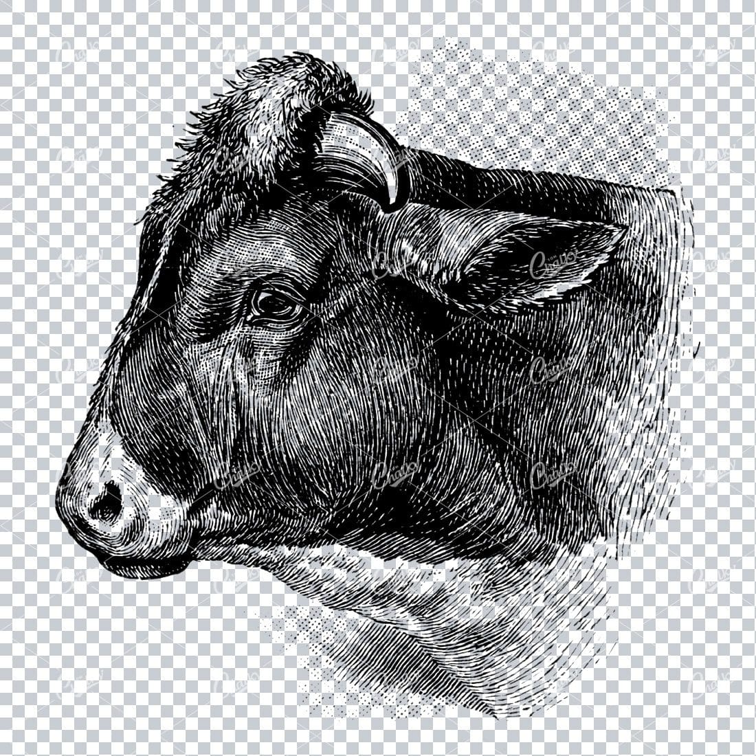 Vintage Engraving Art of a Cow No.2