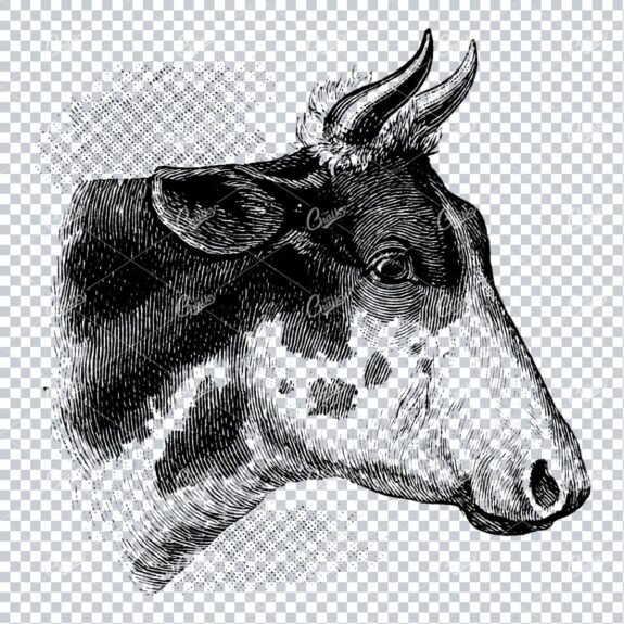 Vintage Engraving Art of a Cow No.3