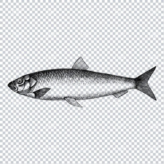 Vintage Line Art Illustration of a Fish No.1