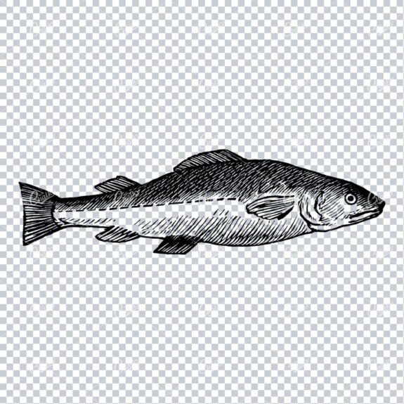 Vintage Line Art Illustration of a Fish No.2