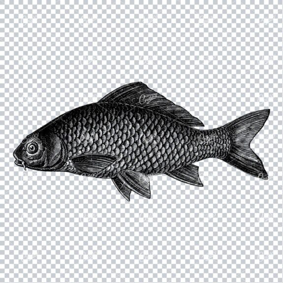 Vintage Line Art Illustration of a Fish No.3