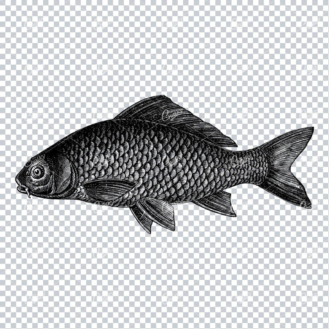 Vintage Line Art Illustration of a Fish No.3