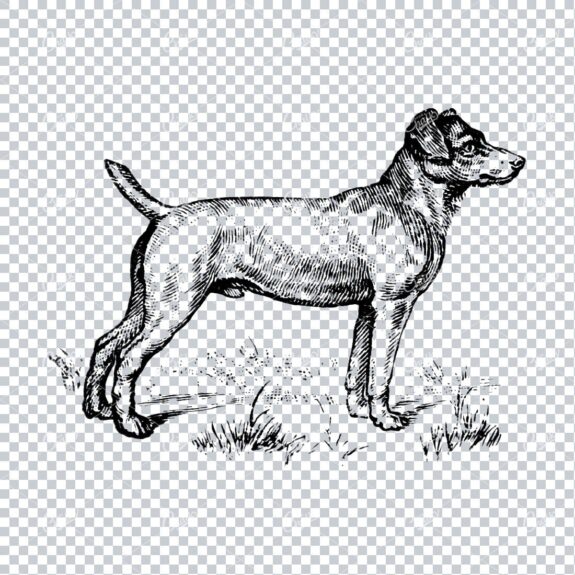Vintage Line Art Illustration of a Dog No.1