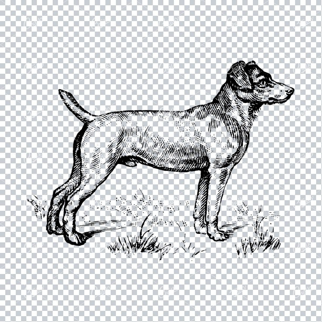 Vintage Line Art Illustration of a Dog No.1