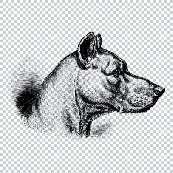 Vintage Line Art Illustration of a Dog No.2