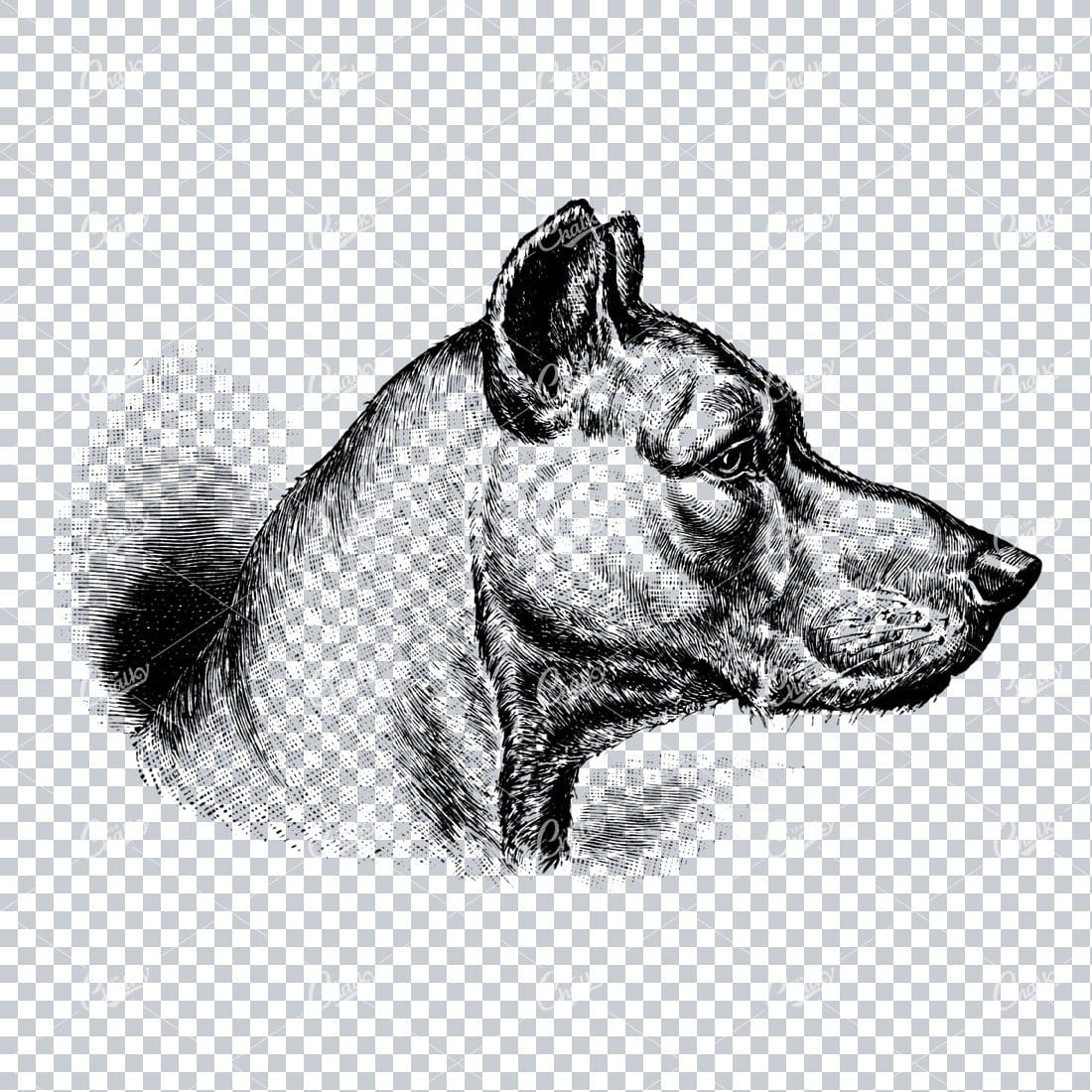 Vintage Line Art Illustration of a Dog No.2