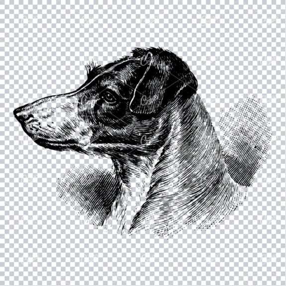 Vintage Line Art Illustration of a Dog No.3