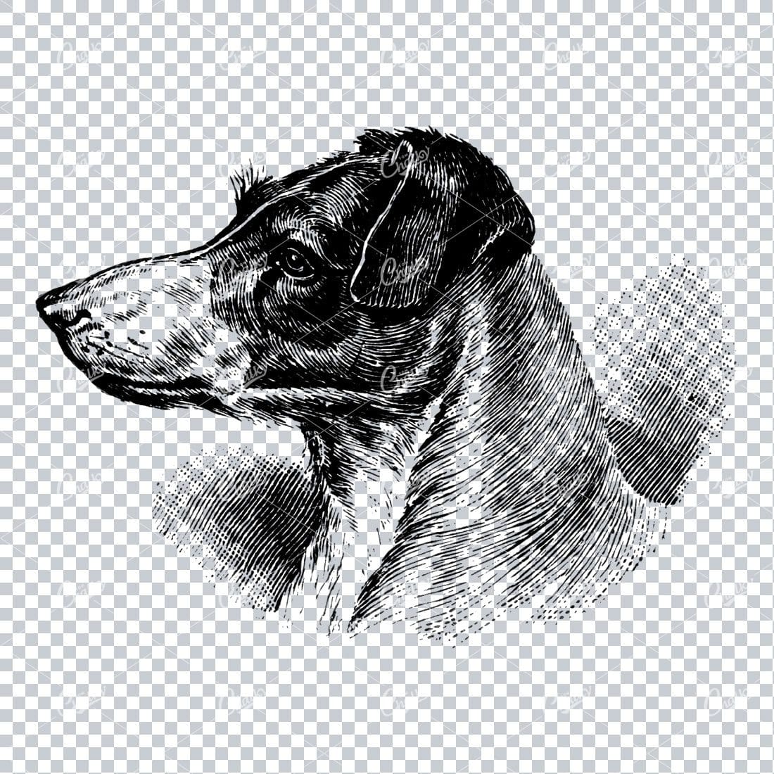 Vintage Line Art Illustration of a Dog No.3