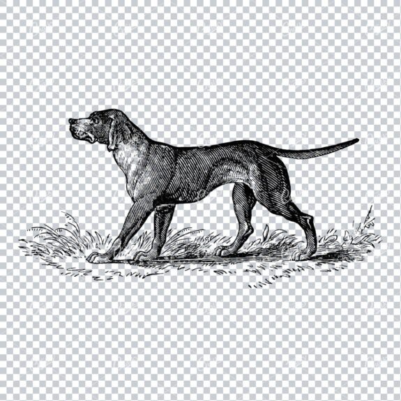 Vintage Line Art Illustration of a Dog No.4