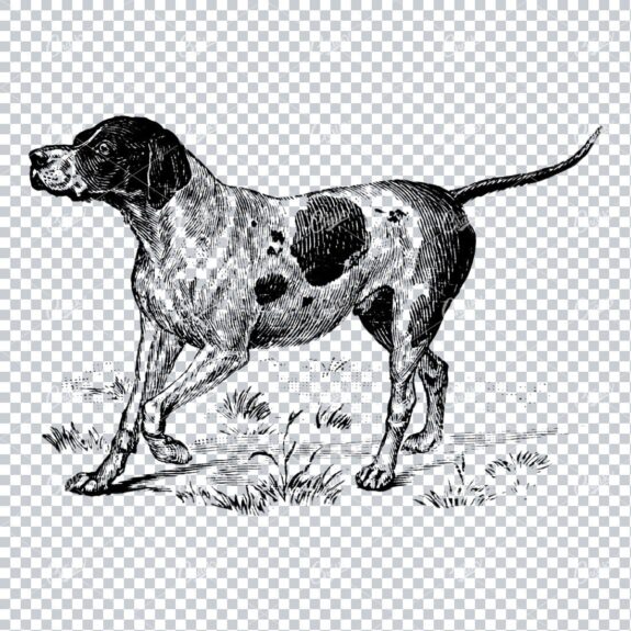 Vintage Line Art Illustration of a Dog No.5