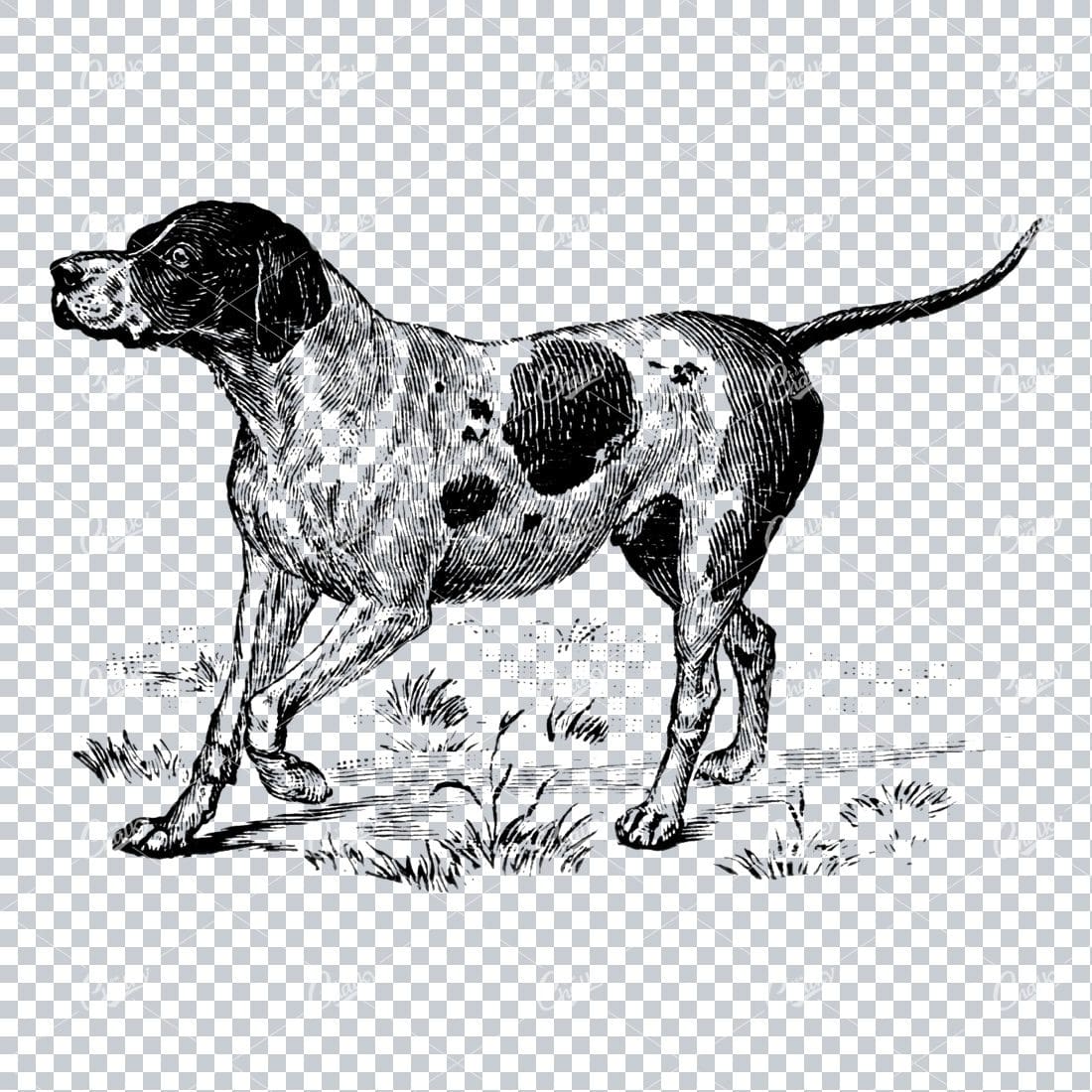 Vintage Line Art Illustration of a Dog No.5