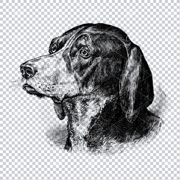 Vintage Line Art Illustration of a Dog No.6