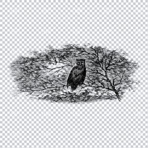 Detailed Line Art Drawing of an Owl sat in a Tree
