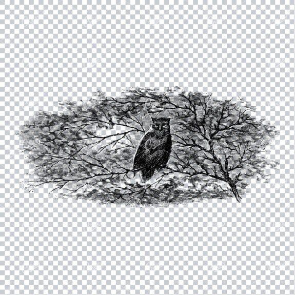 Detailed Line Art Drawing of an Owl sat in a Tree
