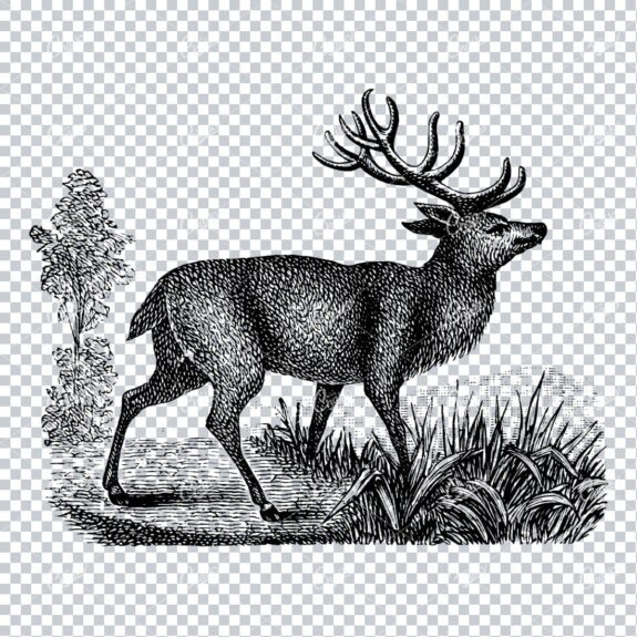 Old Artwork of a Reindeer Standing in Field