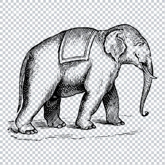 Drawing of an Elephant Walking