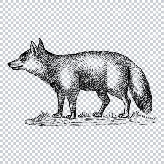 Illustration of a Fox