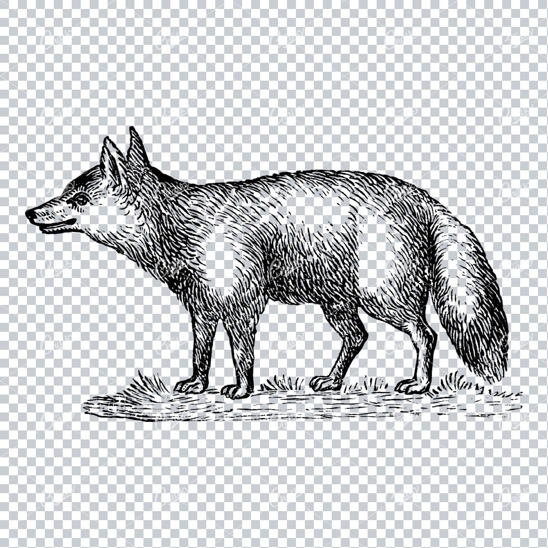 Illustration of a Fox