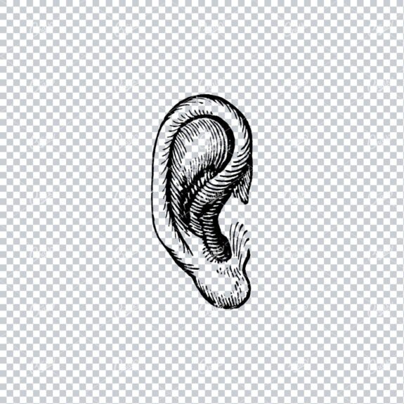 Vintage Illustration of a Human Ear