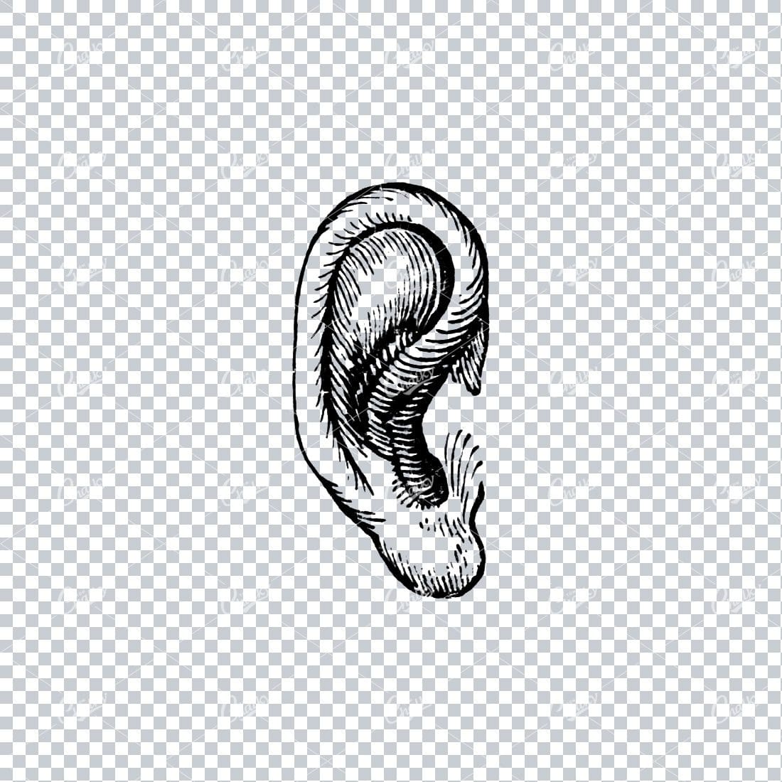 Vintage Illustration of a Human Ear
