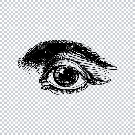 Vintage Illustration of the Human Eye