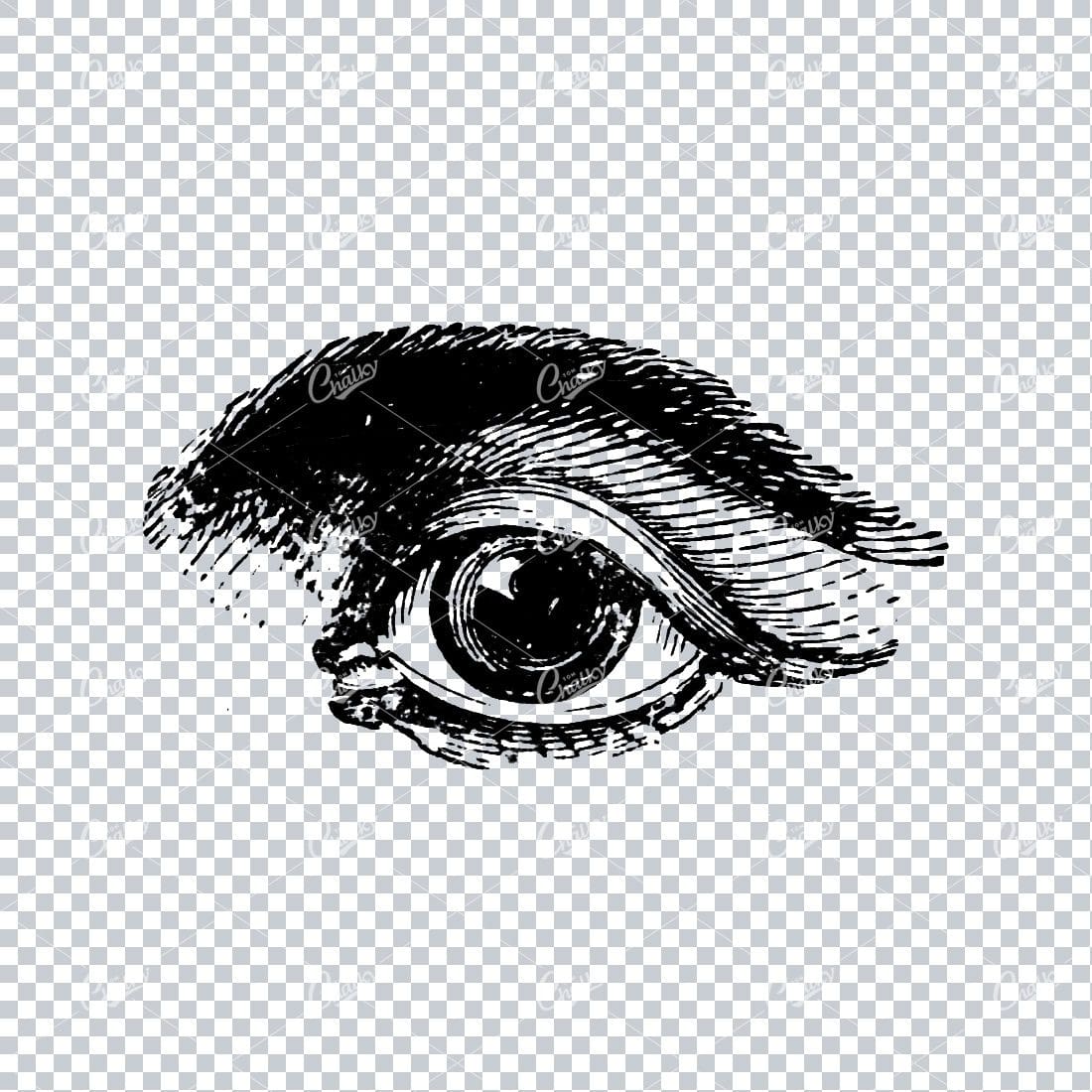 Vintage Illustration of the Human Eye