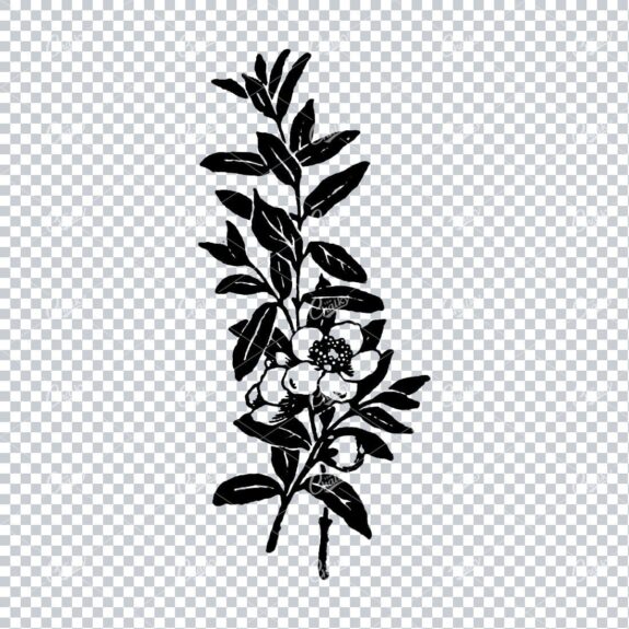Vintage Botanical Illustration No.1