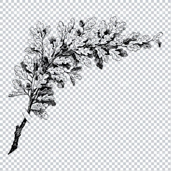 Vintage Botanical Illustration No.2
