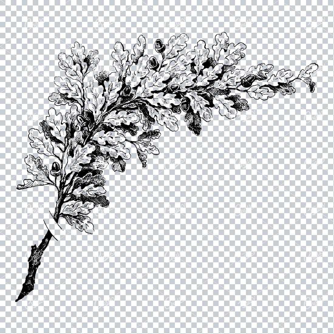 Vintage Botanical Illustration No.2