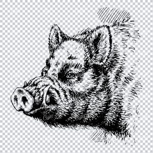 Old Illustration of a Wild Boar