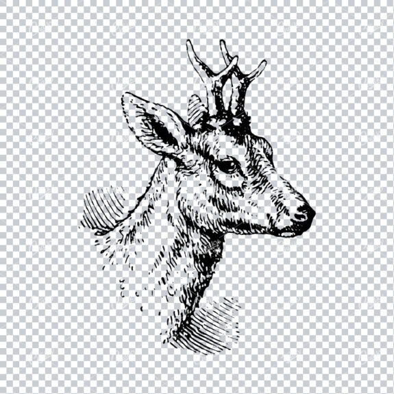 Old Illustration of a Deer