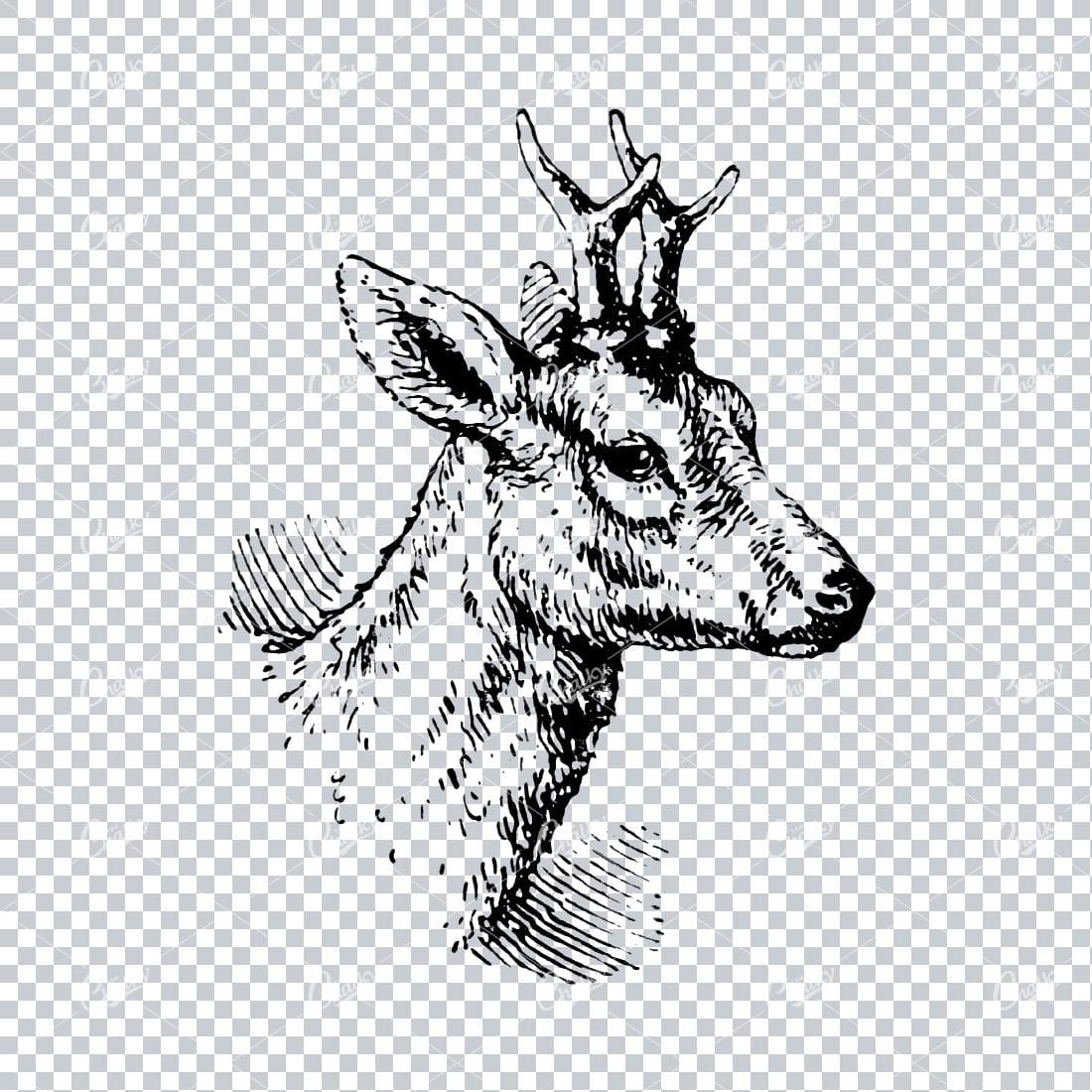 Old Illustration of a Deer