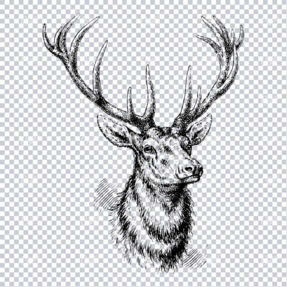 Vintage Illustration of a Stag Bust
