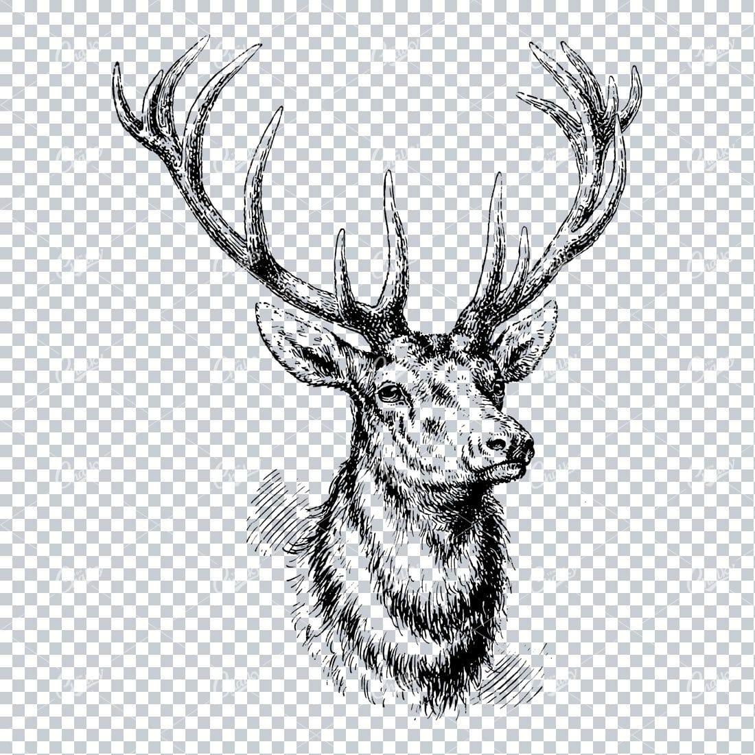 Vintage Illustration of a Stag Bust
