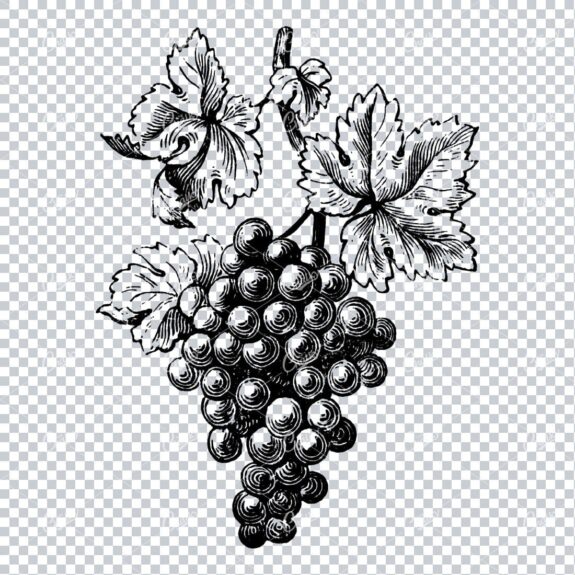 Illustration of Grapes on a Vine