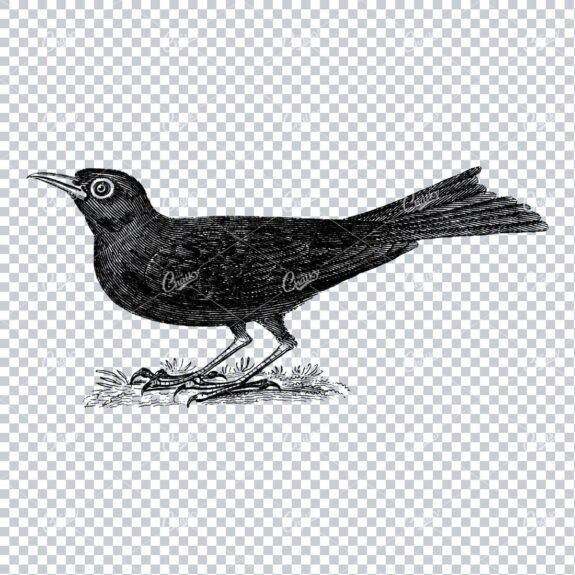 Vintage Illustration of a Bird
