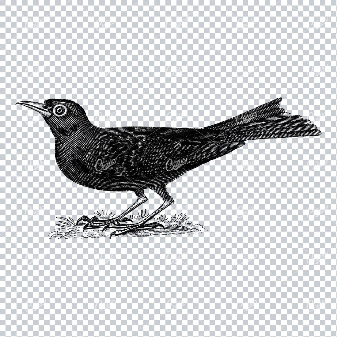 Vintage Illustration of a Bird