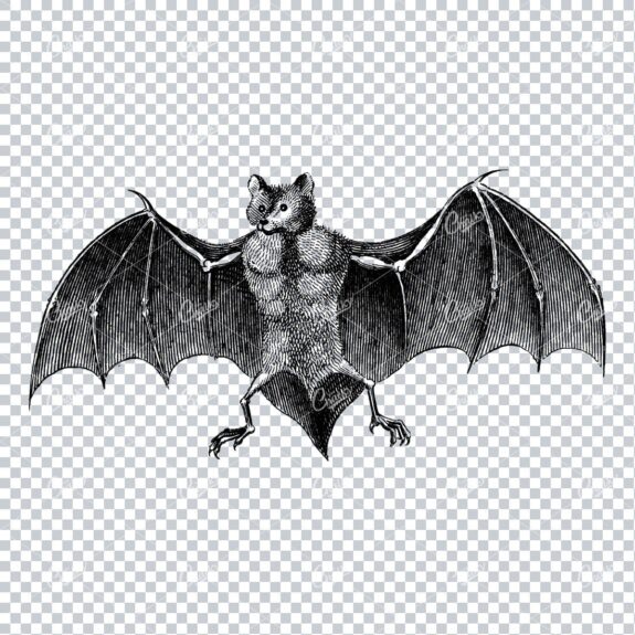 Vintage Illustration of a Bat