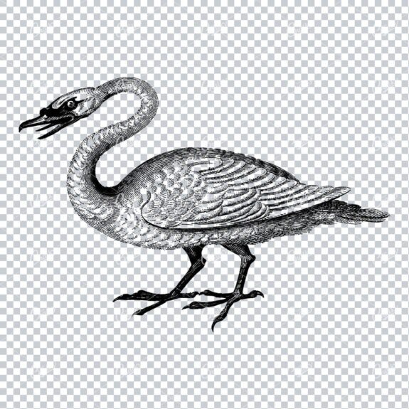 Vintage Illustration of a Angry Looking Swan