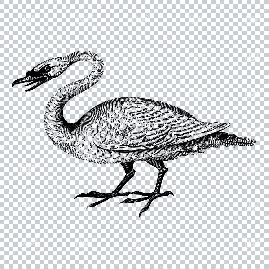 Vintage Illustration of a Angry Looking Swan
