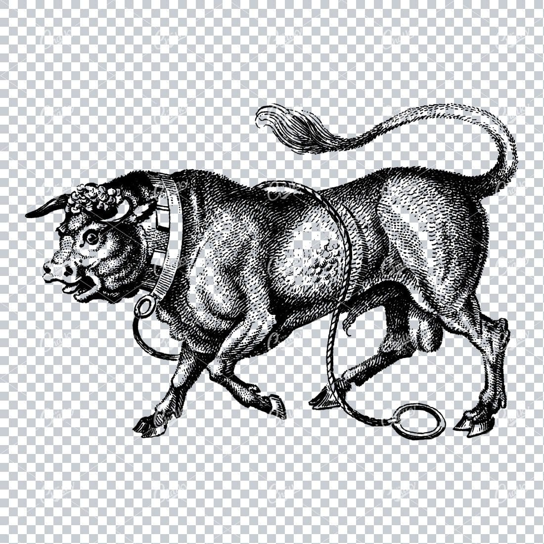 Heraldic Illustration of a Bull
