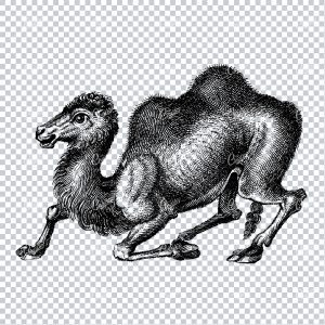 Detailed Line Art Drawing of a Kneeling Camel