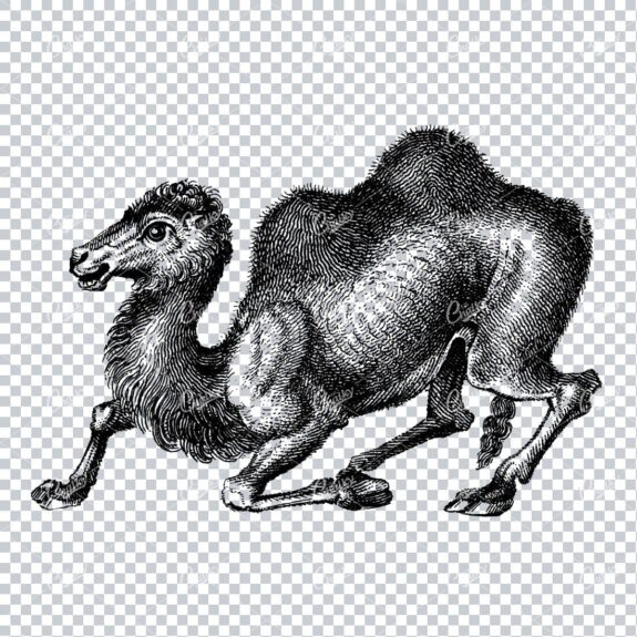 Detailed Line Art Drawing of a Kneeling Camel