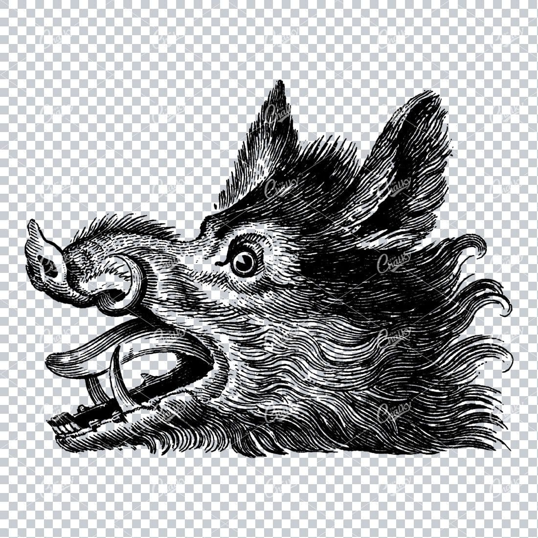 Heraldic Line Art Illustration of a Wild Boars Head