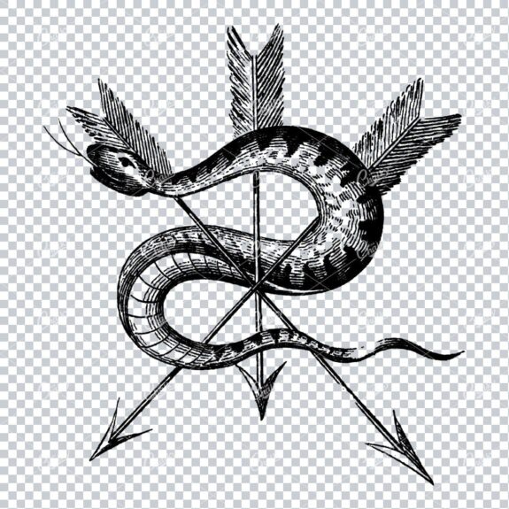 Antique Illustratin of a Snake Wrapped Around Three Arrows
