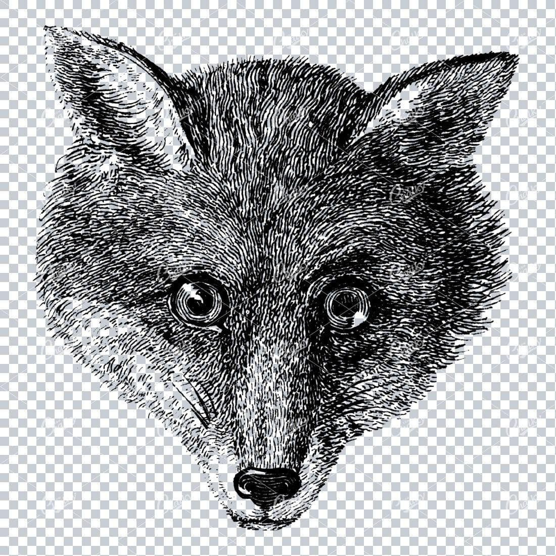 Close up Drawing of a Foxes Face with Wide Eyes